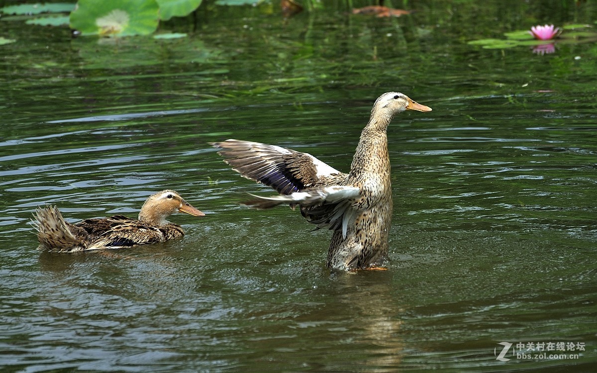【视觉光影】荷塘鸭趣