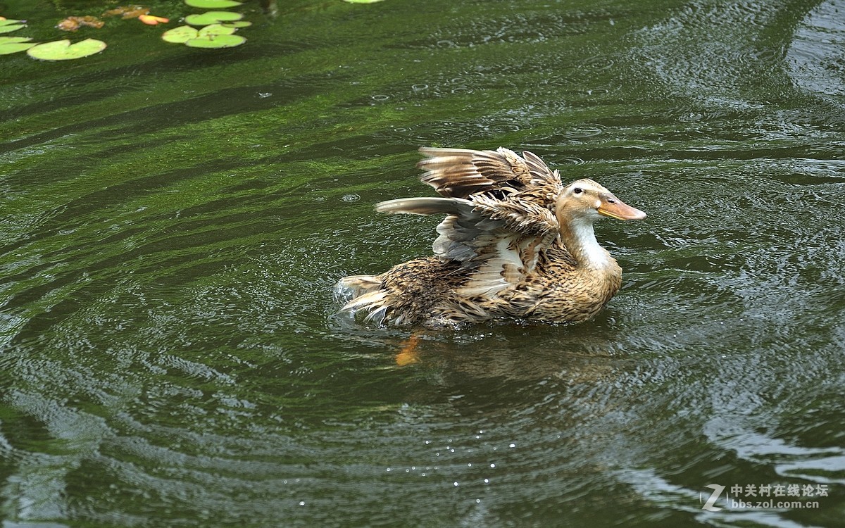 【视觉光影】荷塘鸭趣