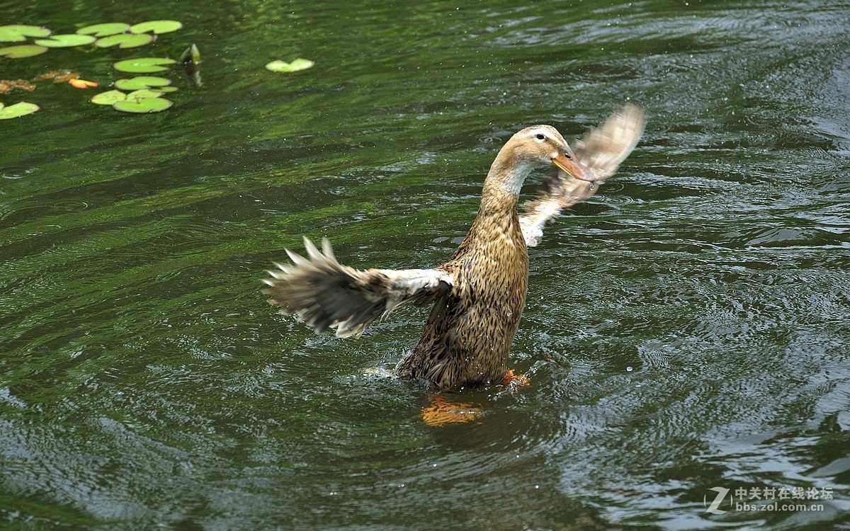 【视觉光影】荷塘鸭趣