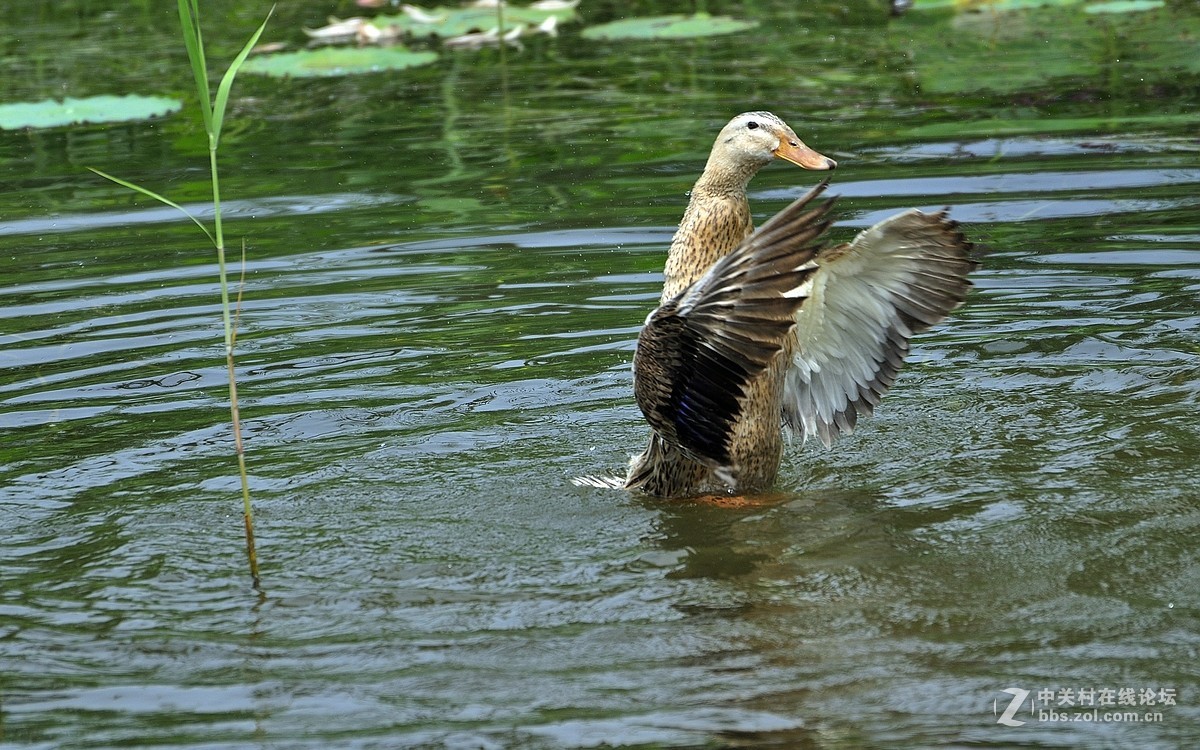 【视觉光影】荷塘鸭趣