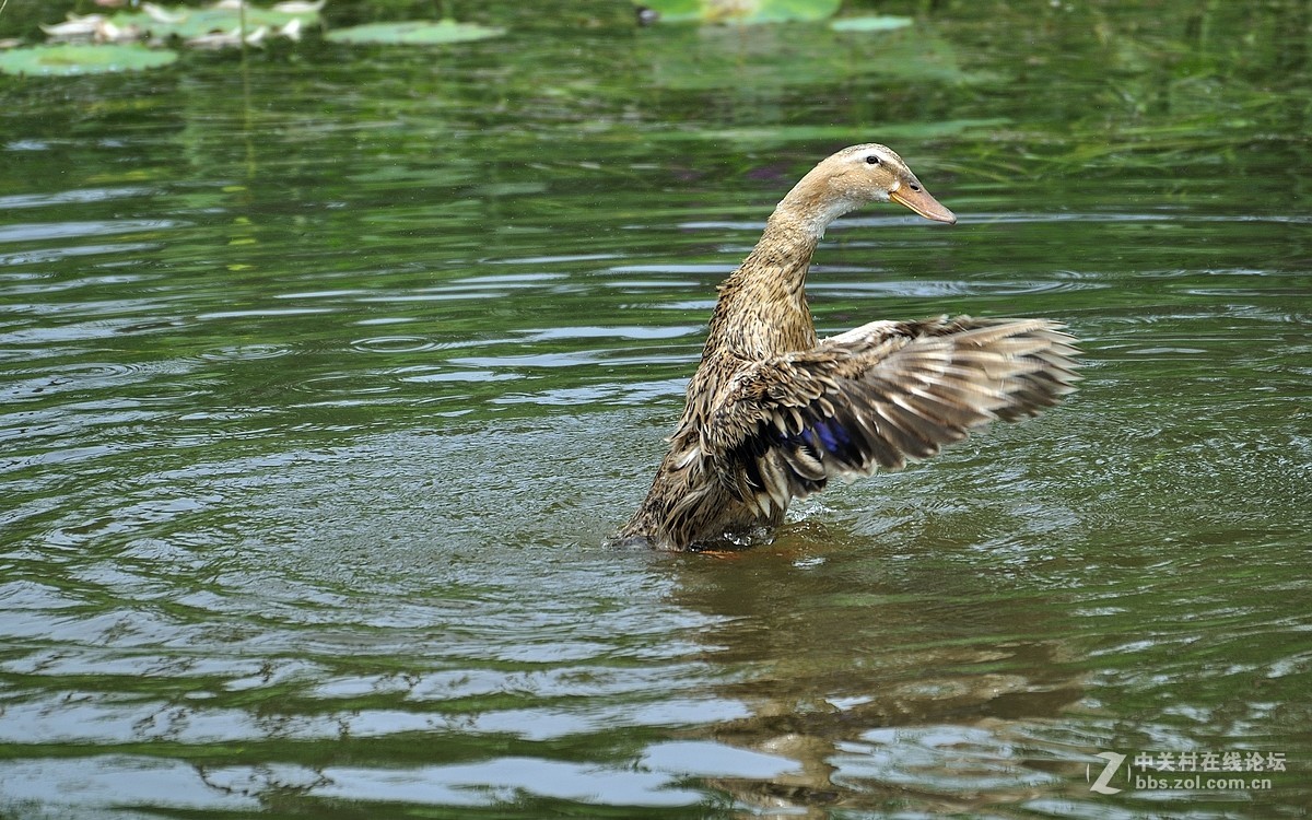 【视觉光影】荷塘鸭趣