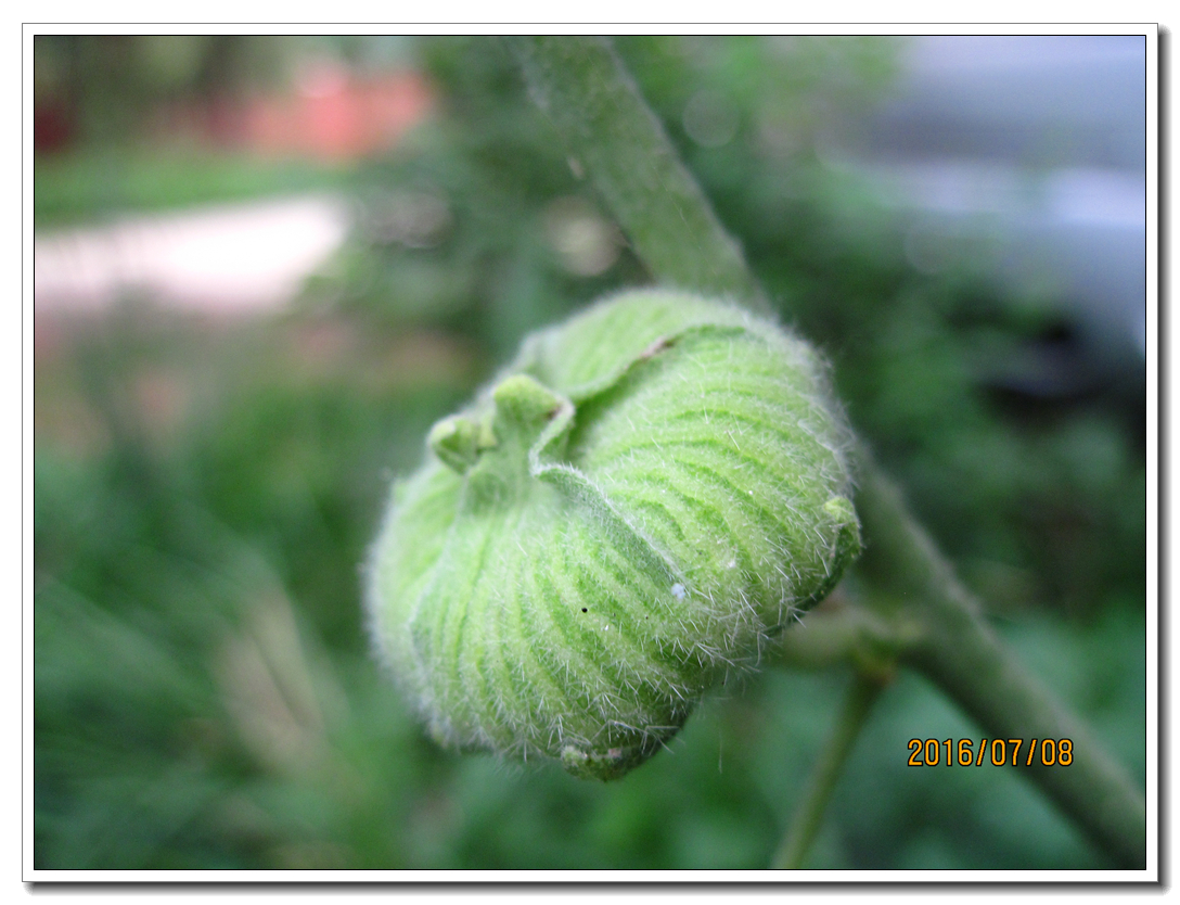 【行行摄摄】为了忘却的纪念