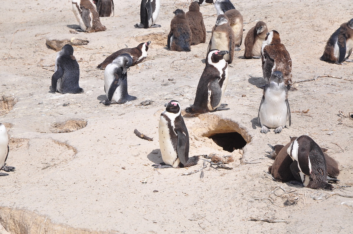 南方日之旅（七）企鹅湾
