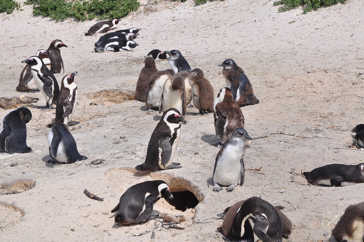 南方日之旅（七）企鹅湾