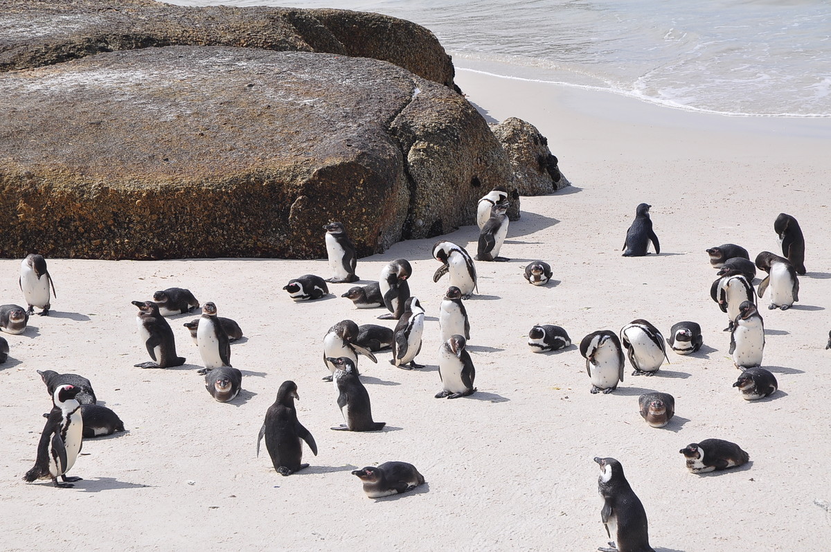 南方日之旅（七）企鹅湾