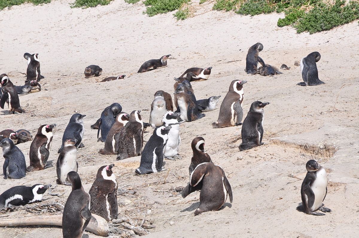 南方日之旅（七）企鹅湾