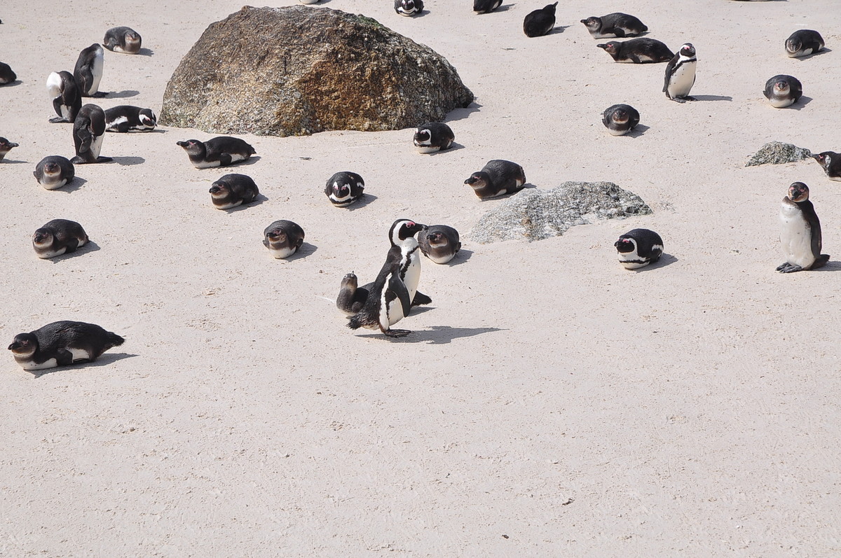 南方日之旅（七）企鹅湾