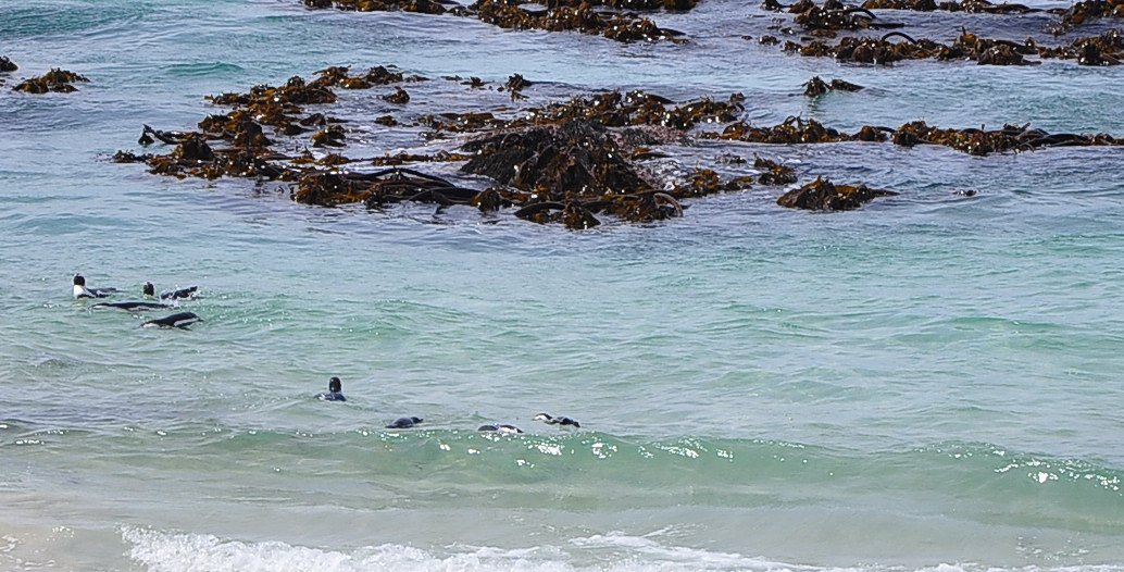 南方日之旅（七）企鹅湾