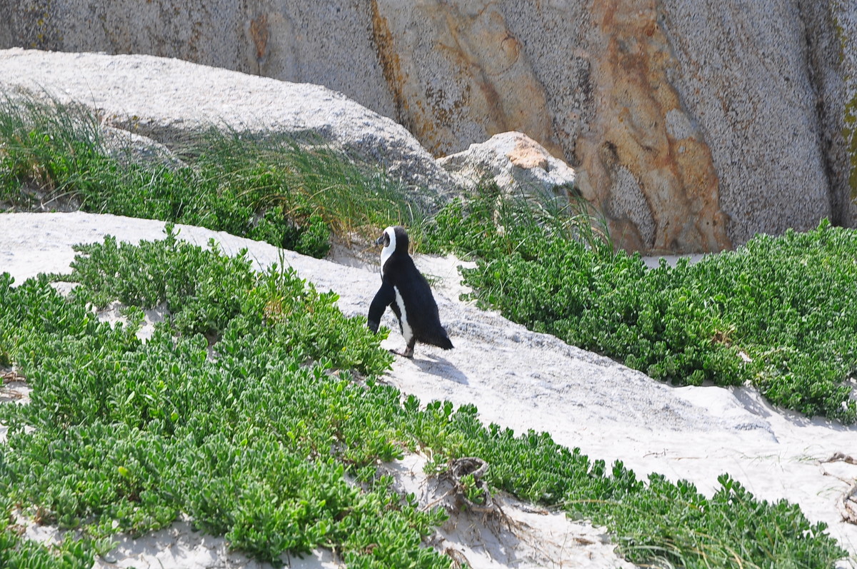 南方日之旅（七）企鹅湾