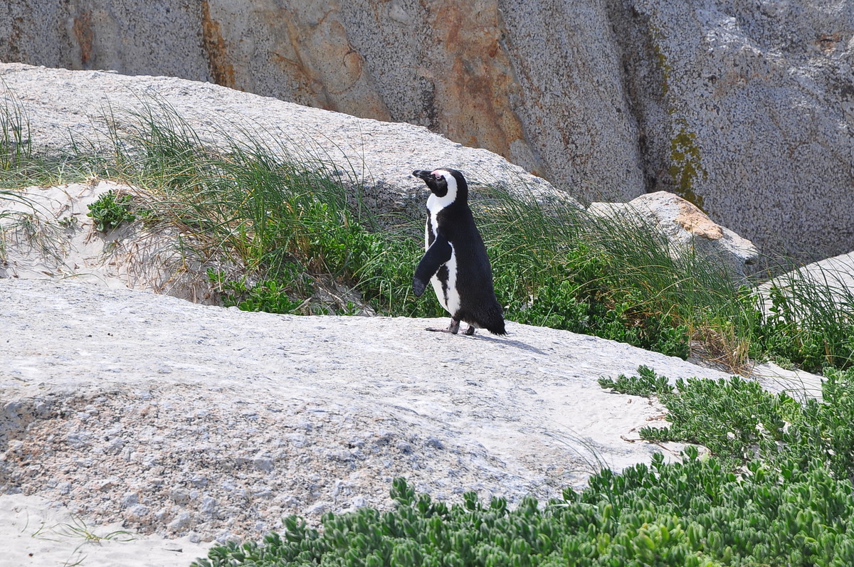 南方日之旅（七）企鹅湾