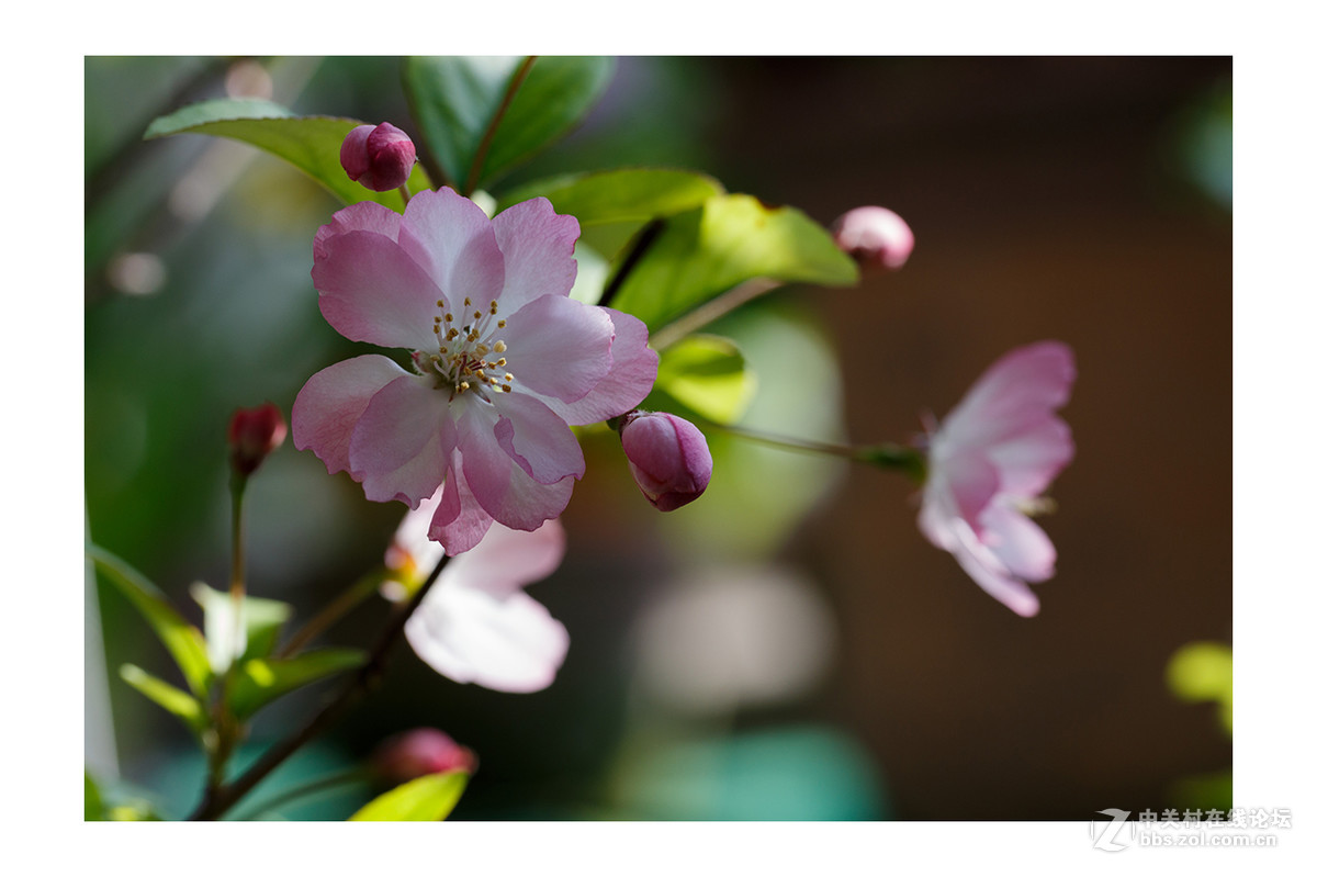 儿童公园新春花展