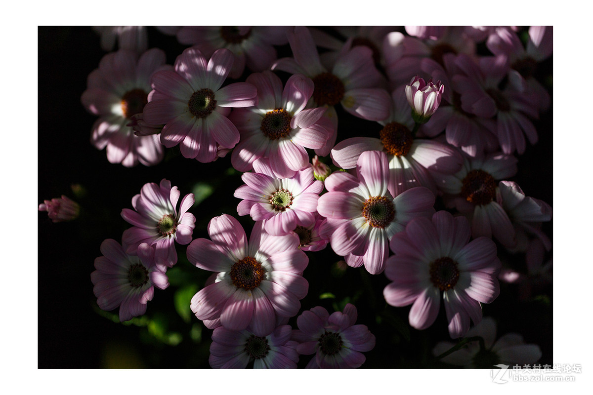 儿童公园新春花展