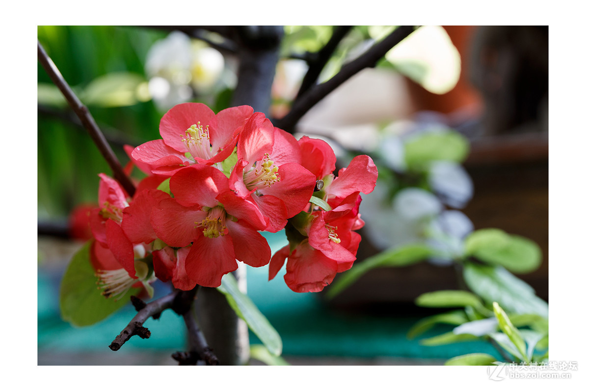 儿童公园新春花展