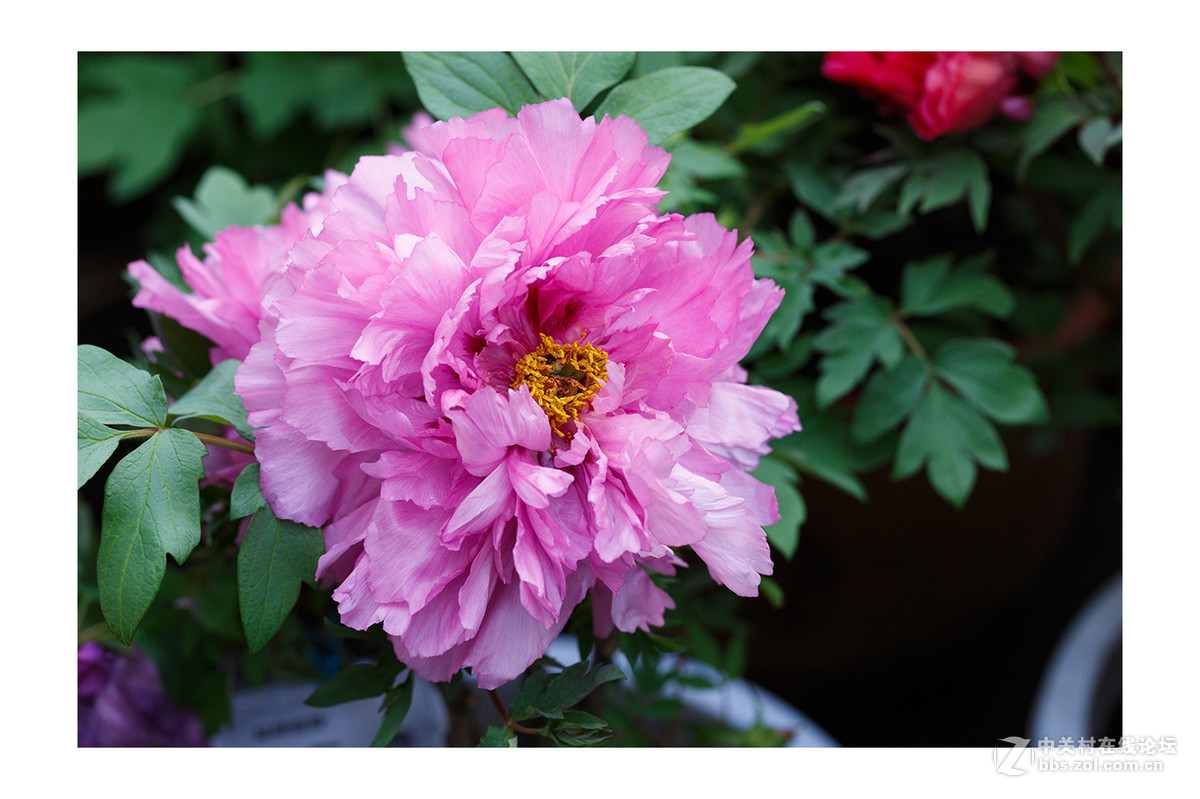 儿童公园新春花展