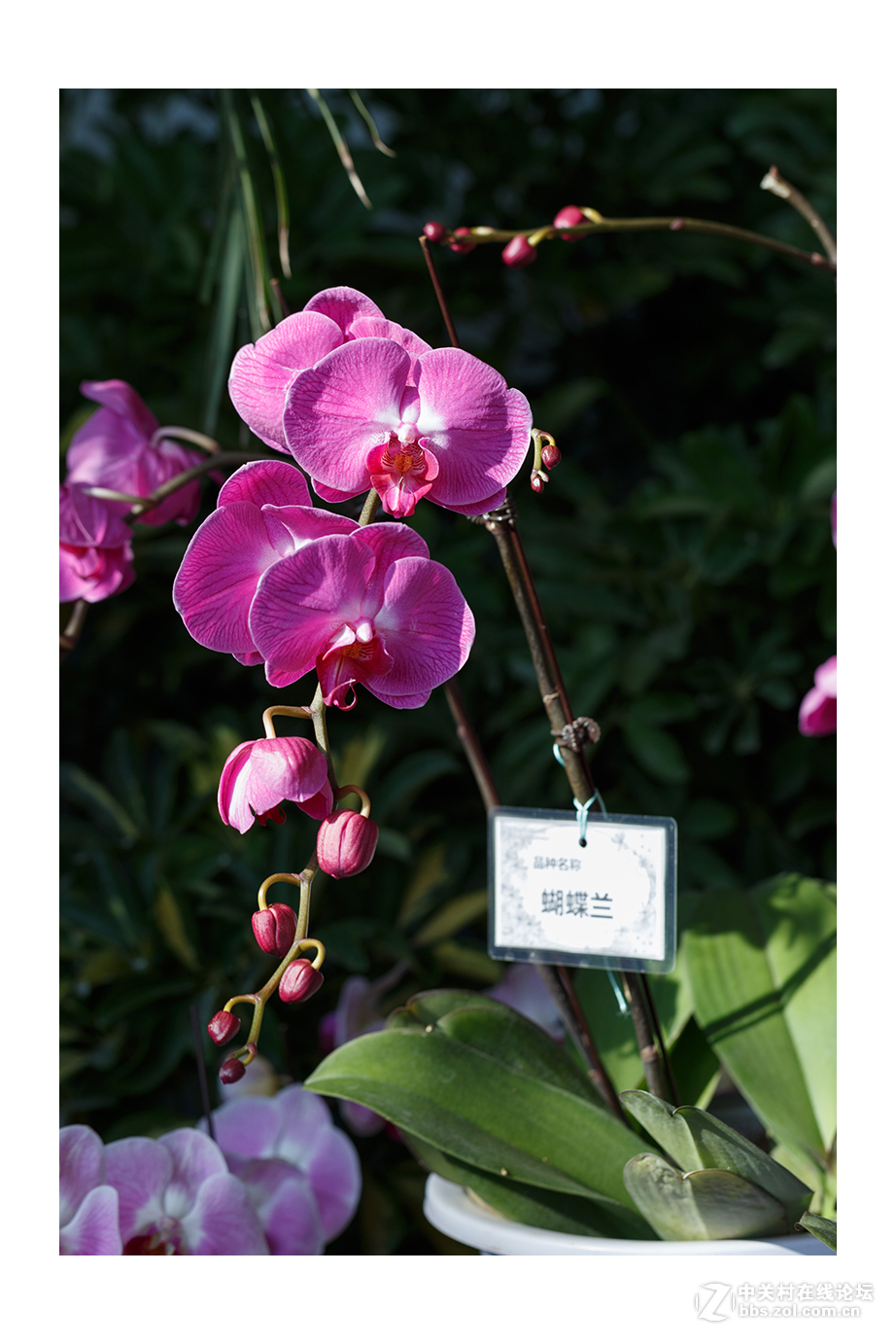 儿童公园新春花展