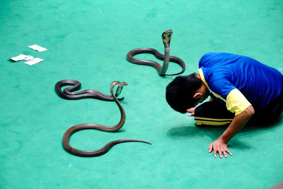 泰国游与蛇共舞