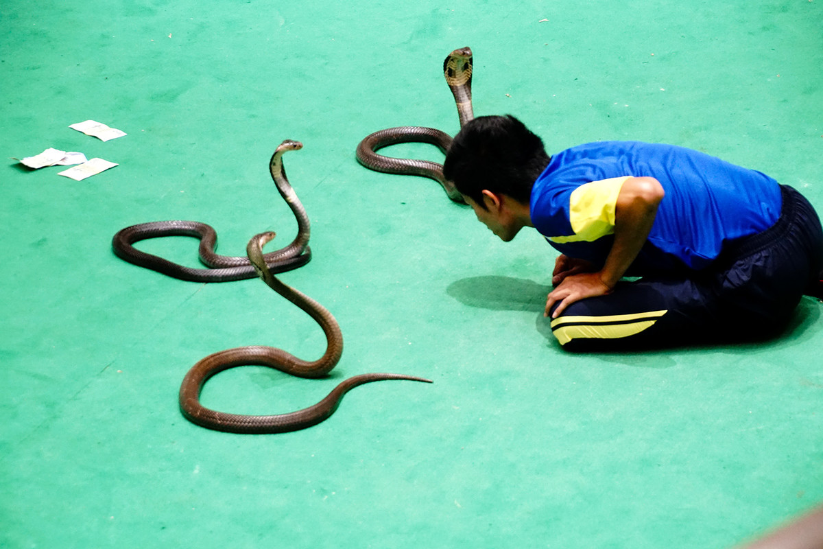 泰国蛇舞图片