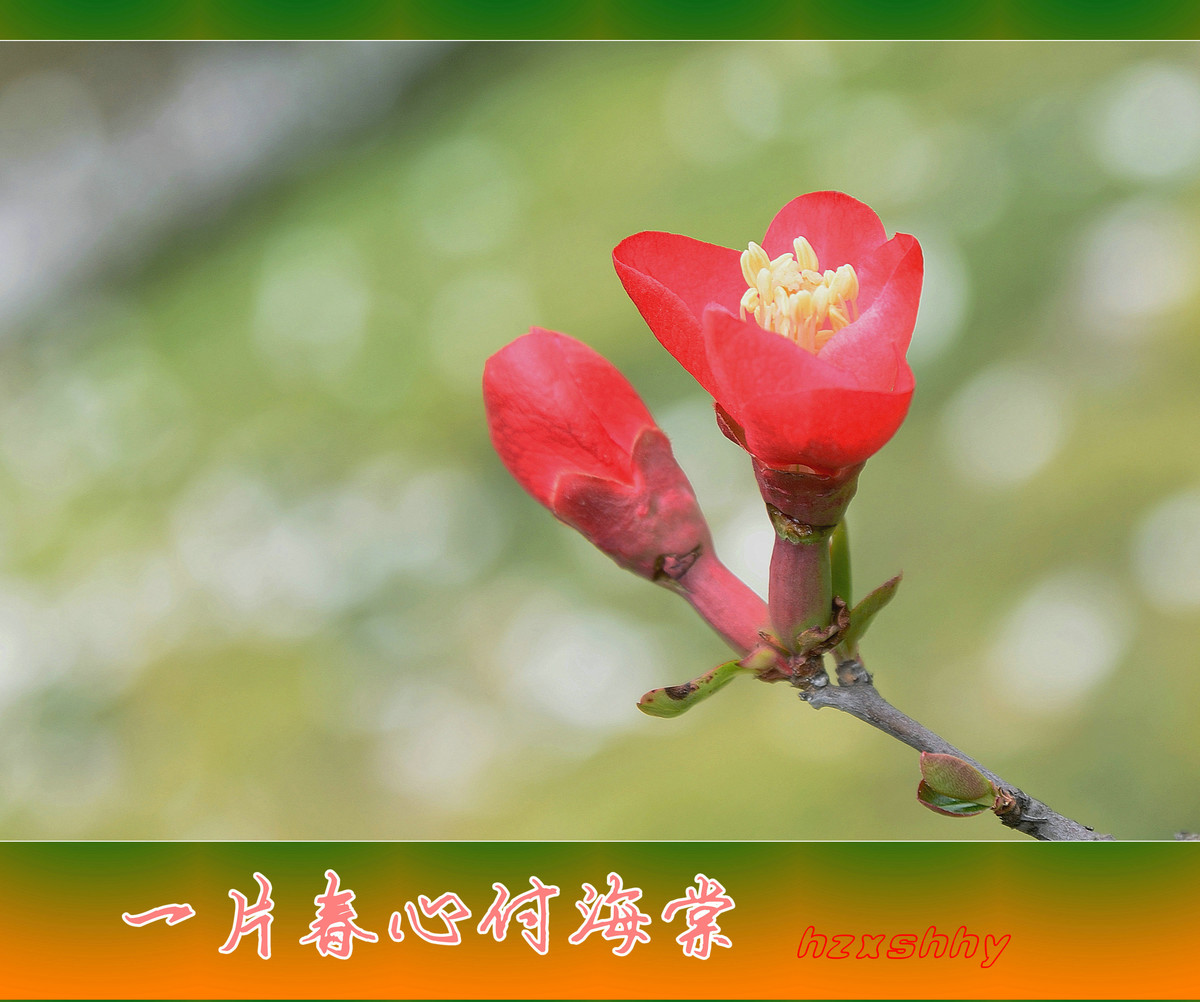 #ZOL月赛-三月风光无限好#  一片春心付海棠
