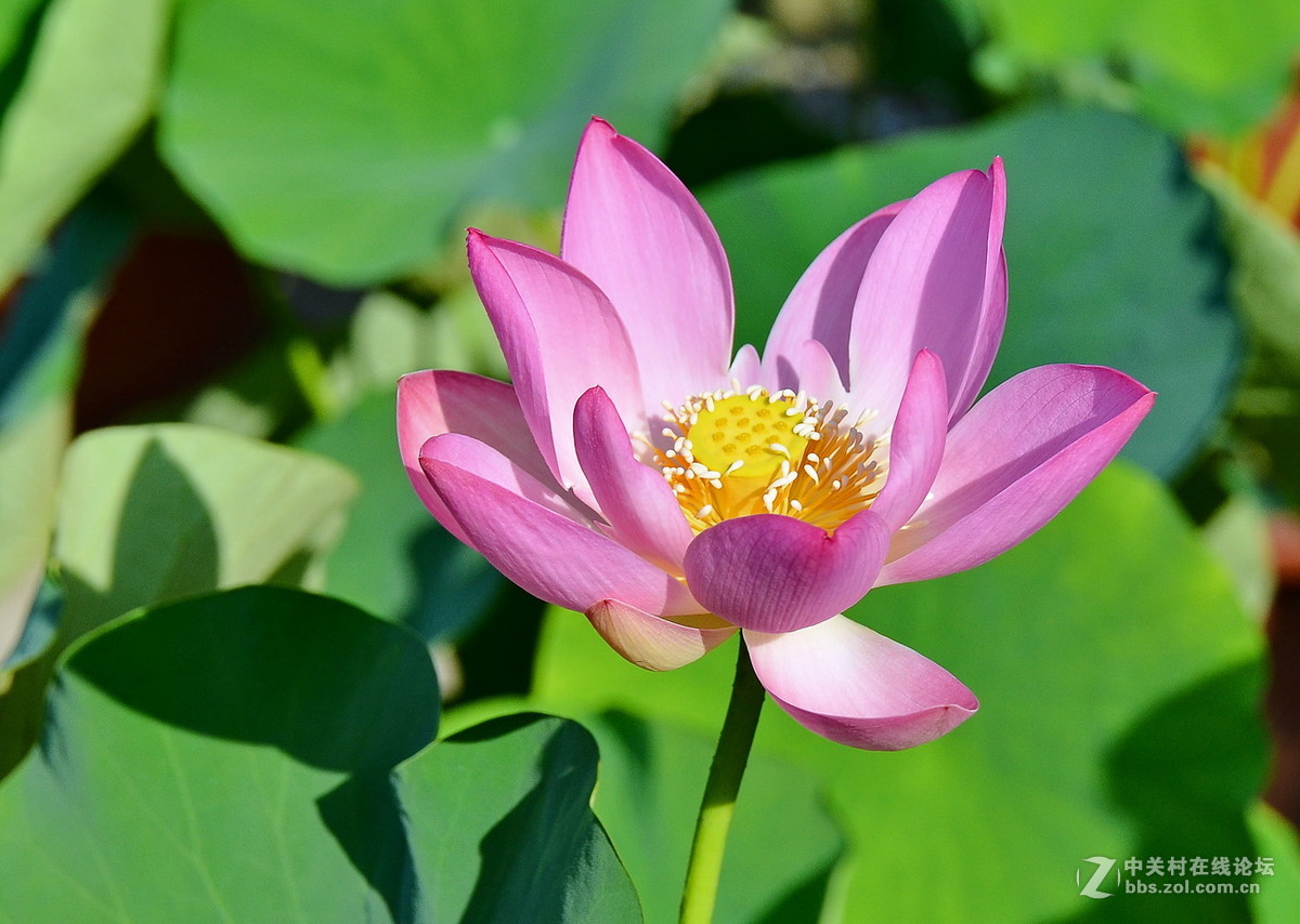夏日荷花