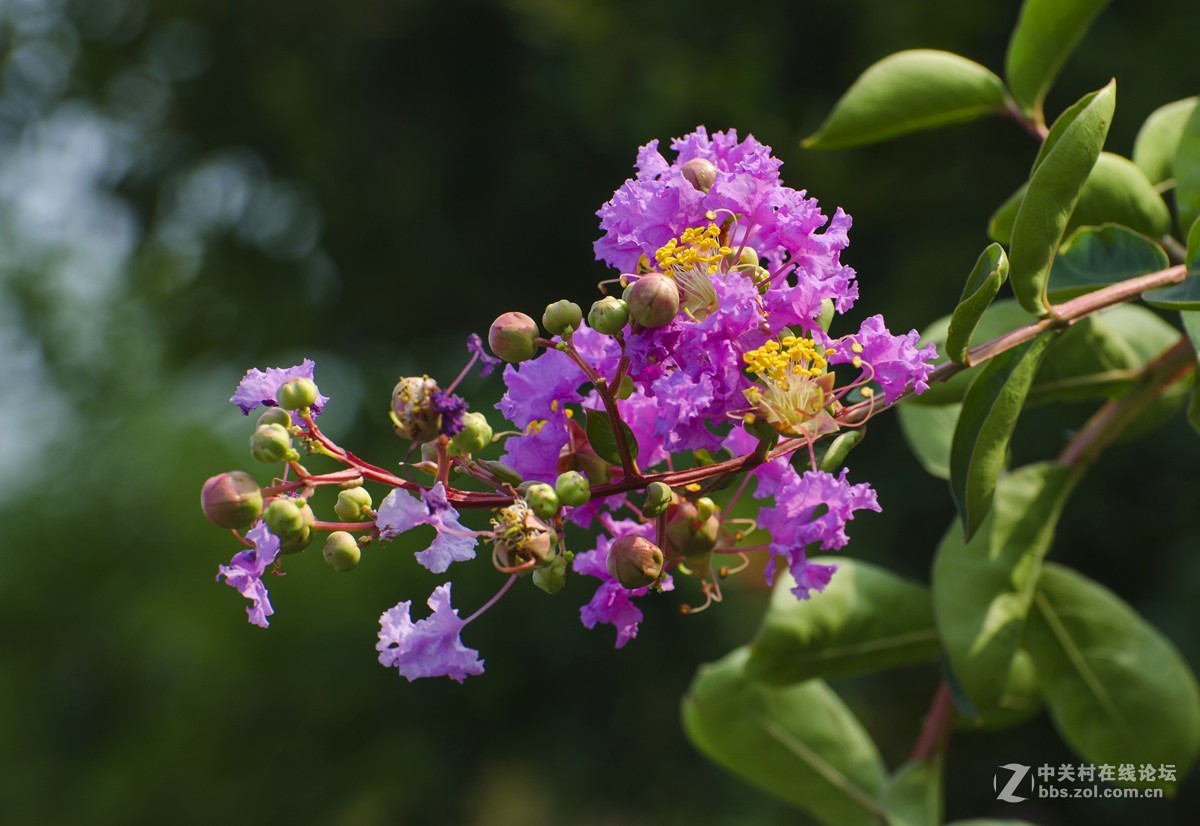 紫薇花