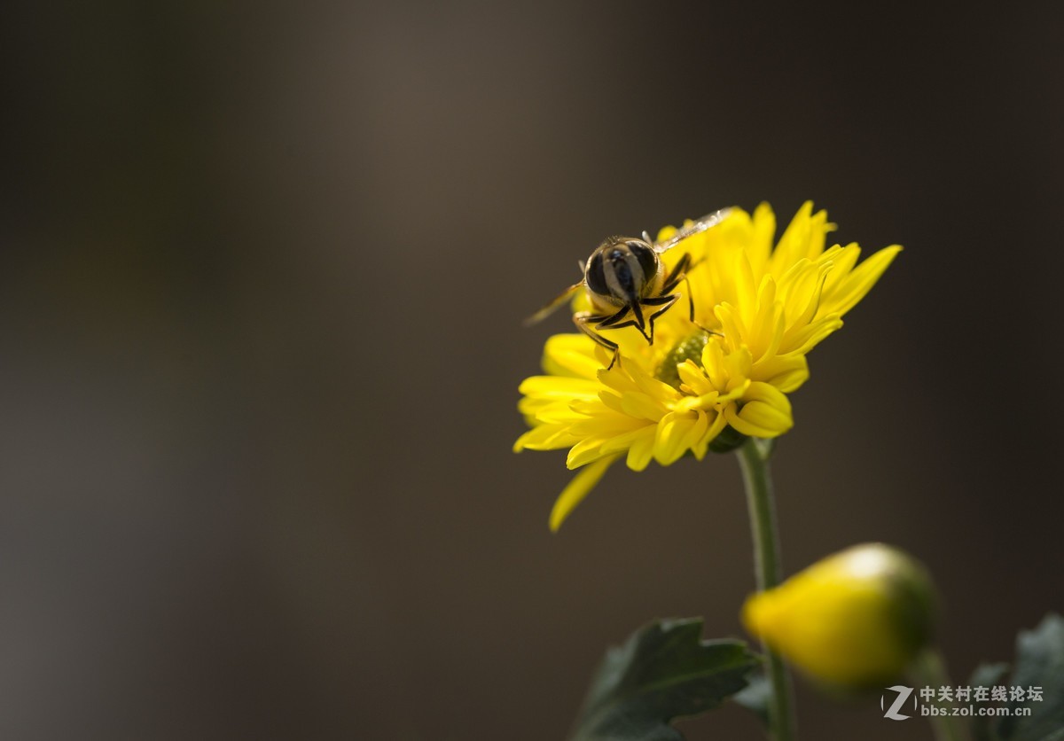 怒放的瞬间只为您－－－蜂