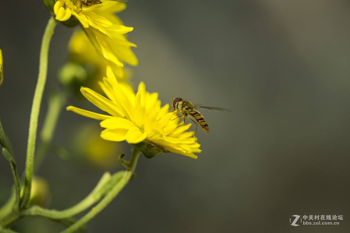 怒放的瞬间只为您－－－蜂