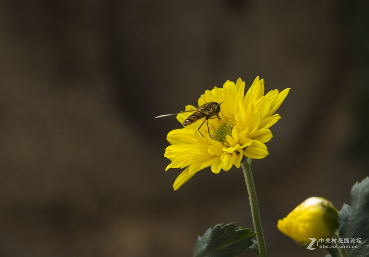 怒放的瞬间只为您－－－蜂