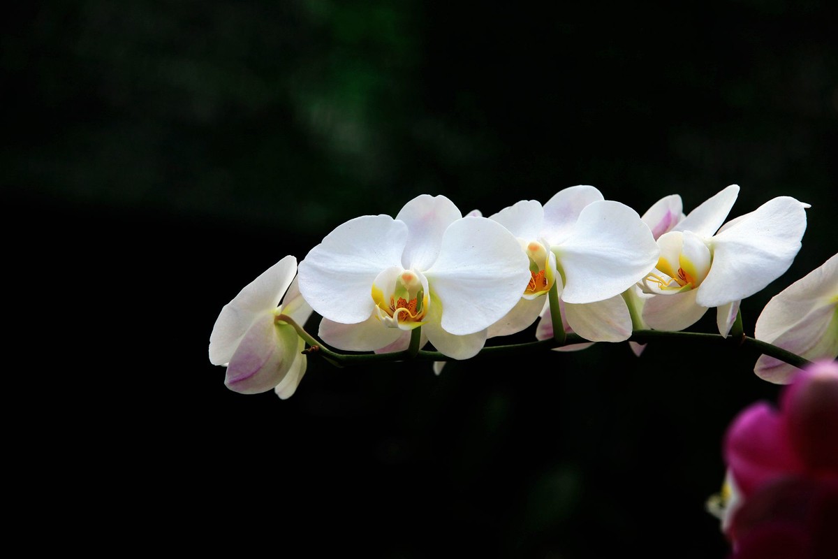 新春花卉29