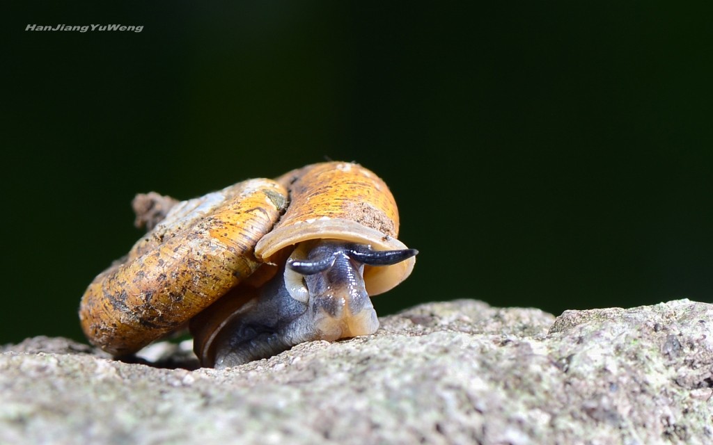 扁山蜗牛