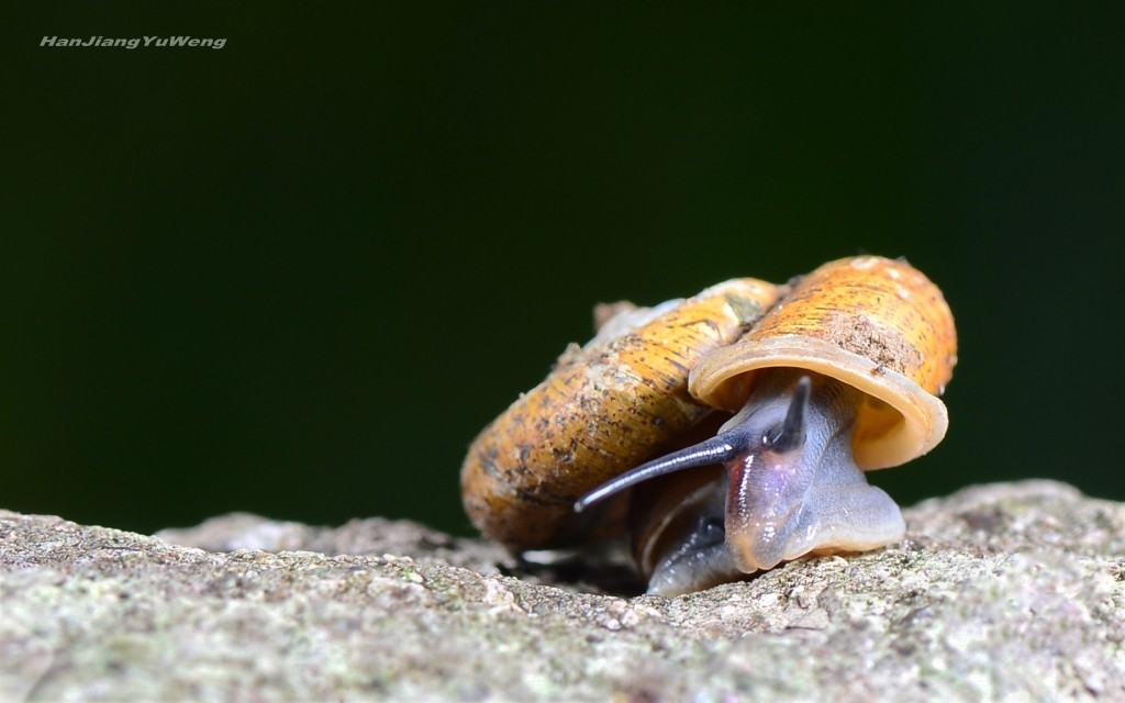 扁山蜗牛