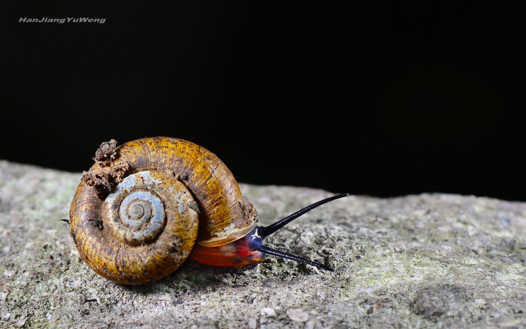 扁山蜗牛