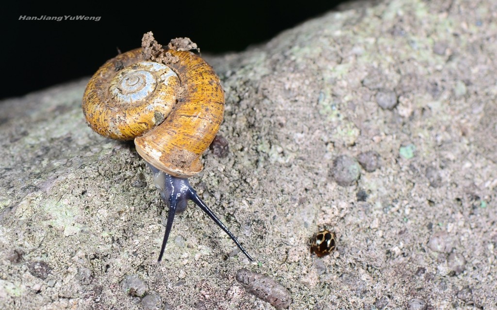 壳上带刺的扁蜗牛图片
