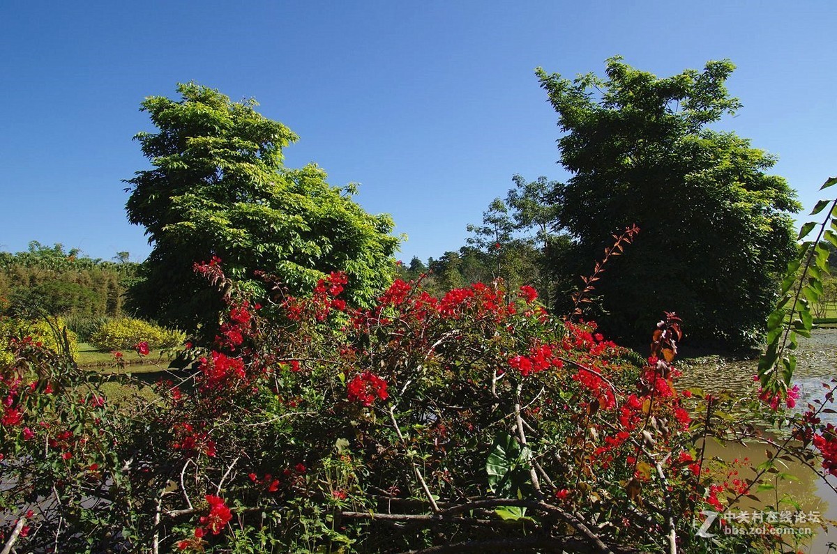 『中科院西双版纳热带植物园--续』123...15P