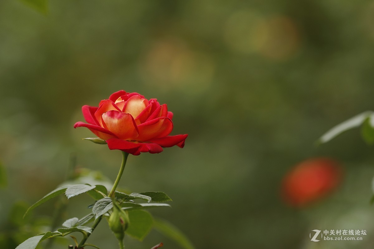 #版主坐堂# 6D版块2018年12月份精华贴汇集