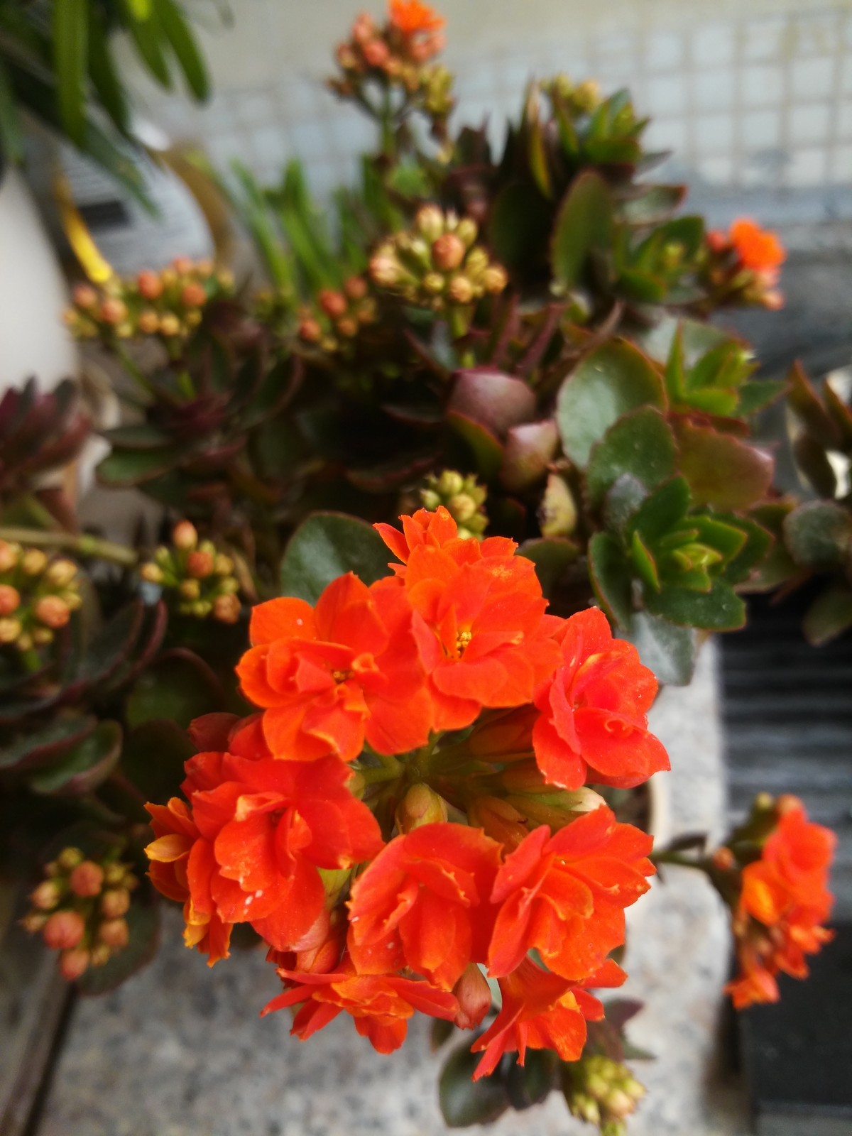 联想K910的一组随拍--2014年的手机也能拍好片！