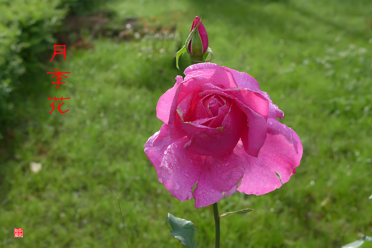 月季花——恭贺好友“皓月长弓”荣任侨乡星空(中国)版主