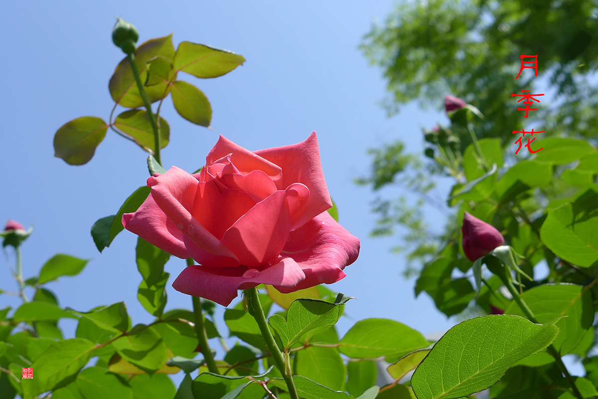 月季花——恭贺好友“皓月长弓”荣任侨乡星空(中国)版主