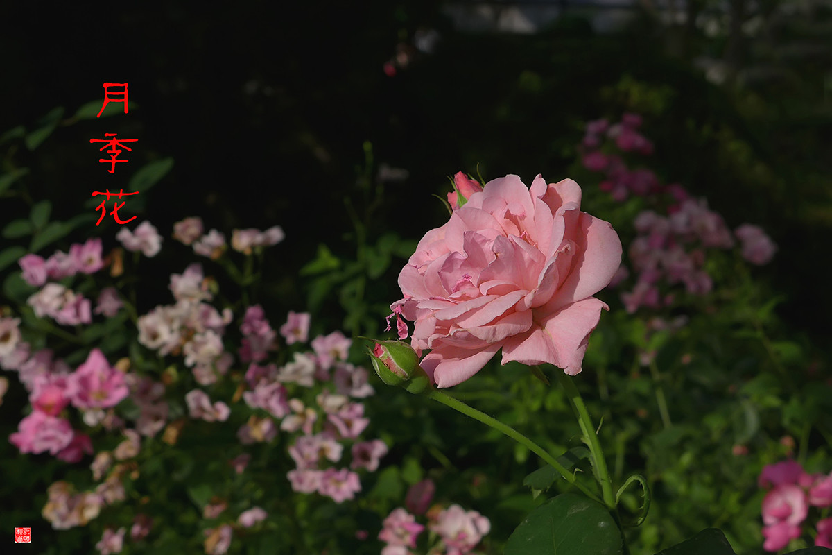 月季花——恭贺好友“皓月长弓”荣任侨乡星空(中国)版主