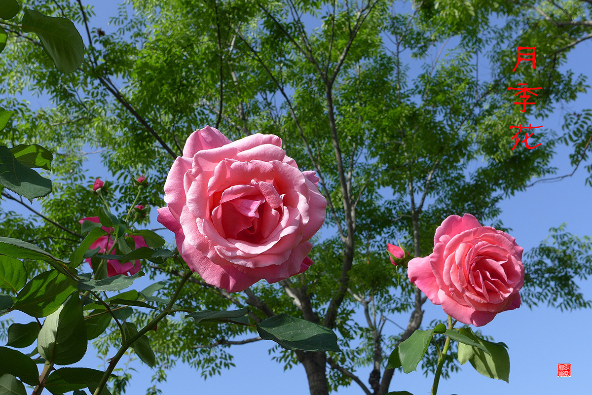 月季花——恭贺好友“皓月长弓”荣任侨乡星空(中国)版主