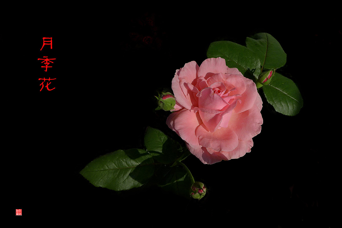 月季花——恭贺好友“皓月长弓”荣任侨乡星空(中国)版主