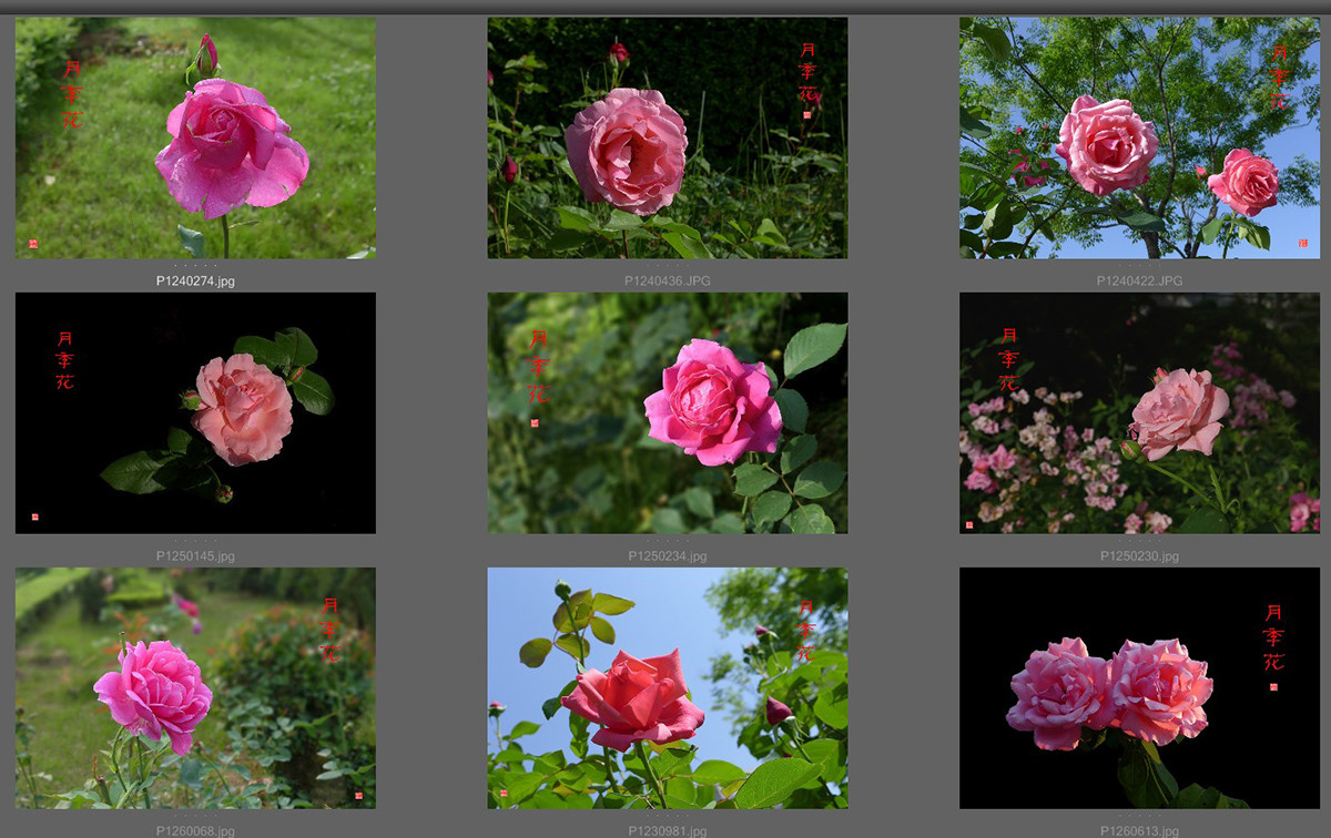 月季花——恭贺好友“皓月长弓”荣任侨乡星空(中国)版主