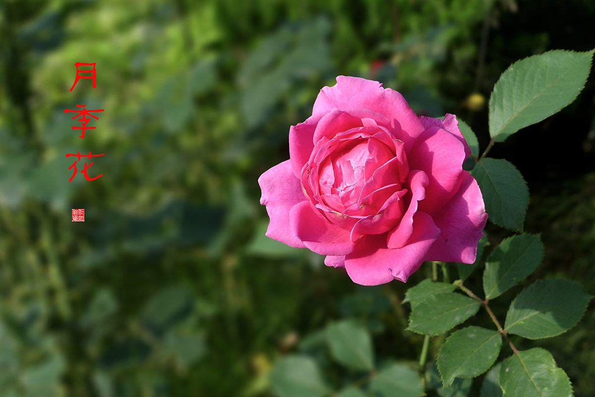 月季花——恭贺好友“皓月长弓”荣任侨乡星空(中国)版主