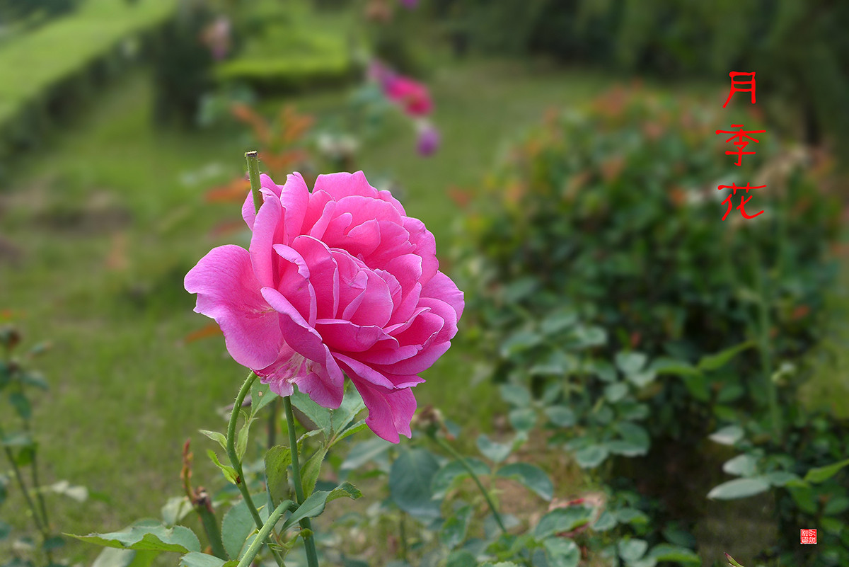 月季花——恭贺好友“皓月长弓”荣任侨乡星空(中国)版主