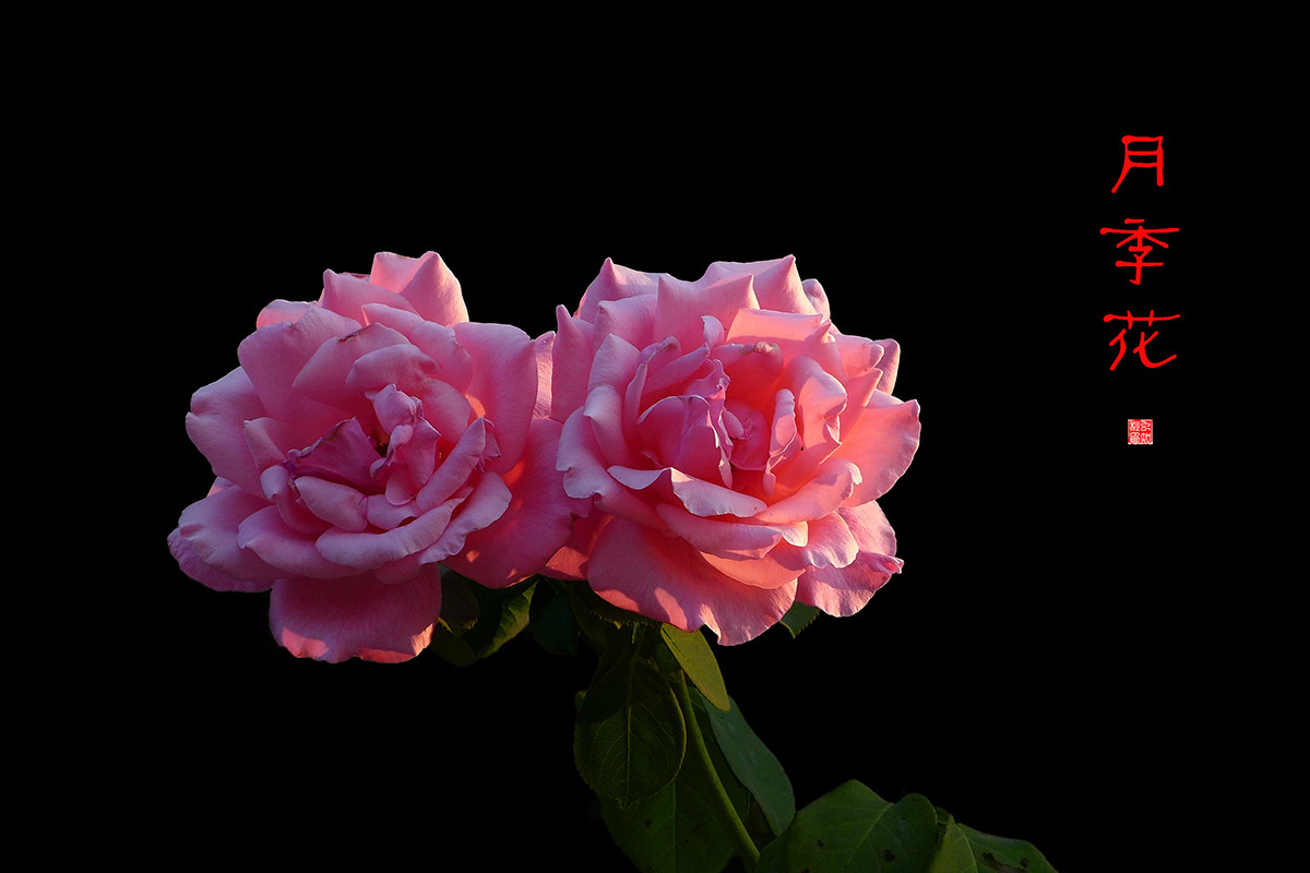 月季花——恭贺好友“皓月长弓”荣任侨乡星空(中国)版主