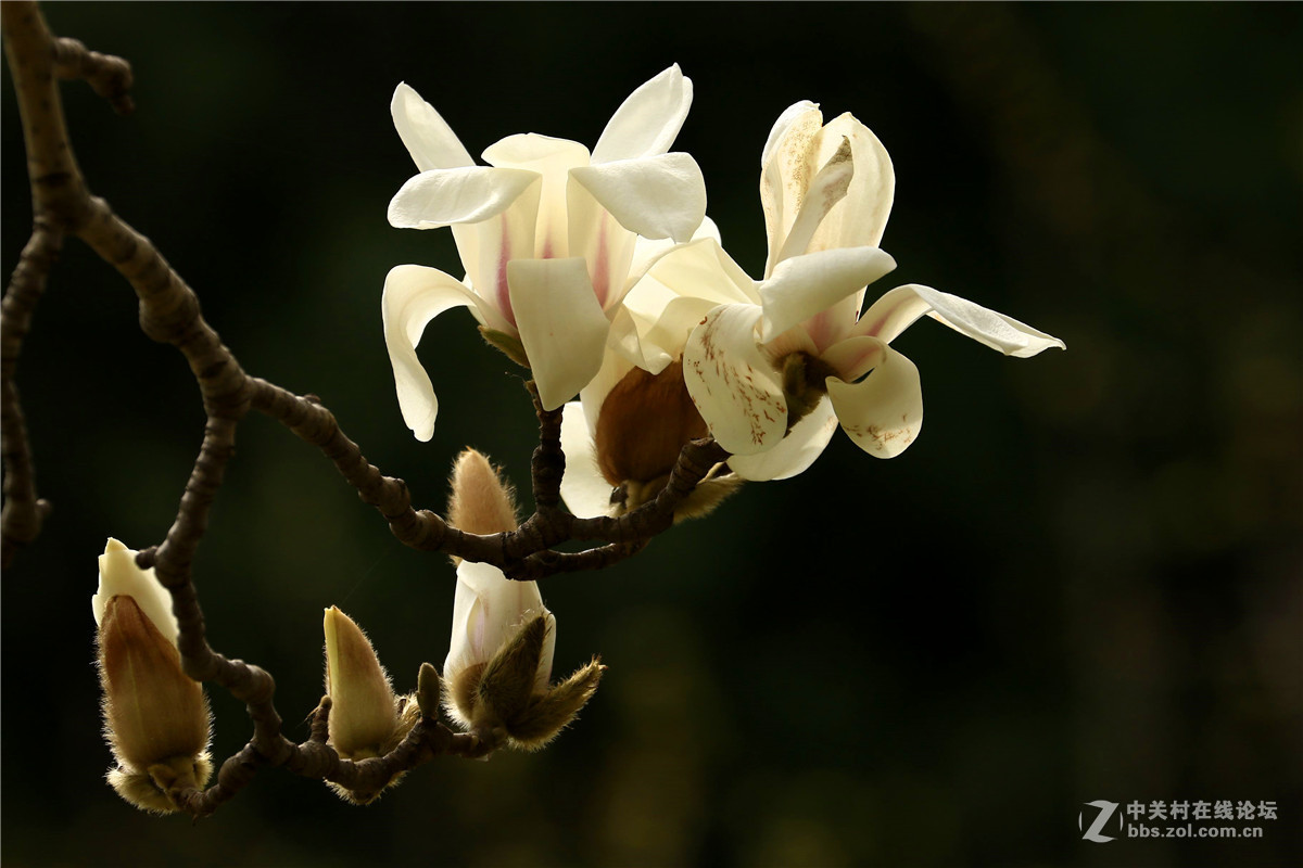 玉兰花4.