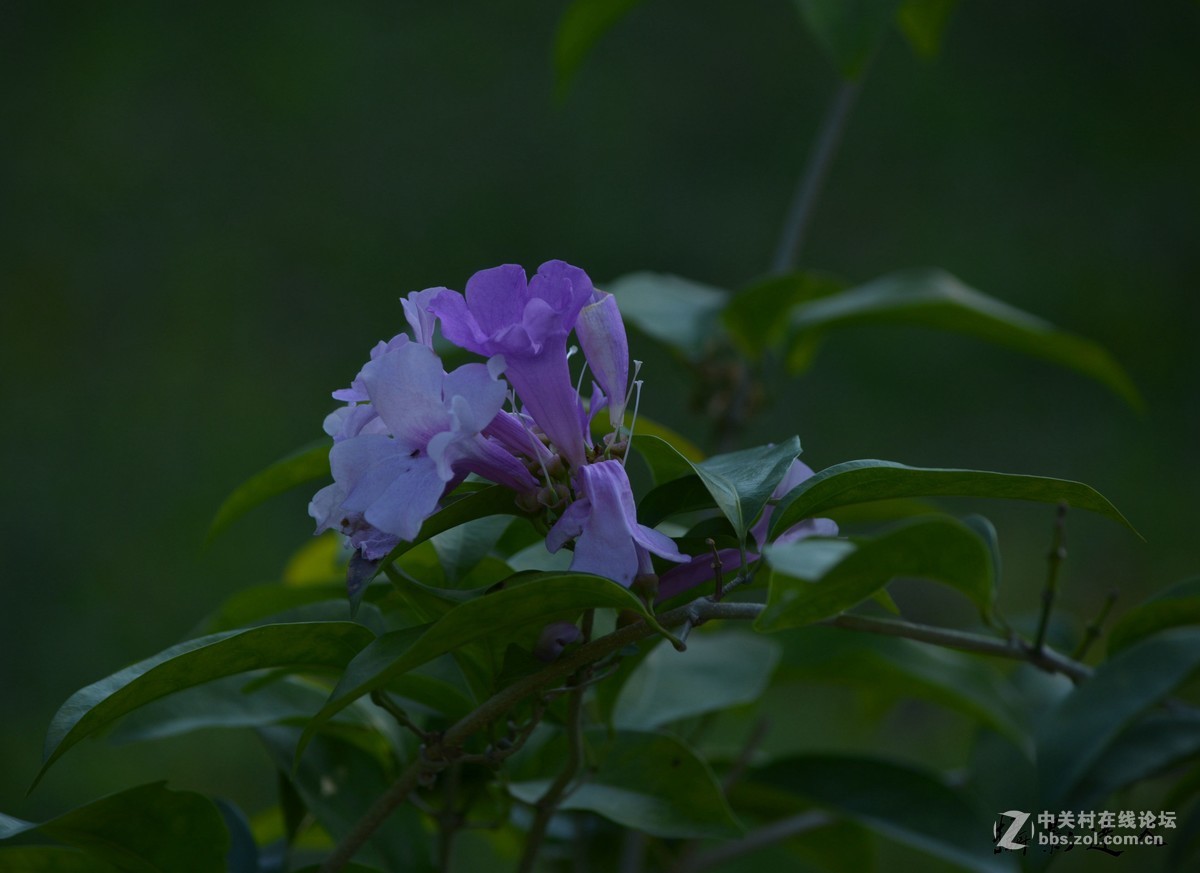 廣州華南植物園