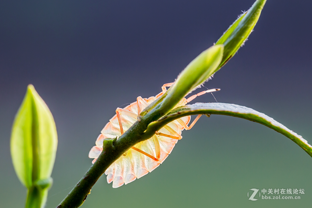 #ZOL月赛-春暖花开#+虫虫世界