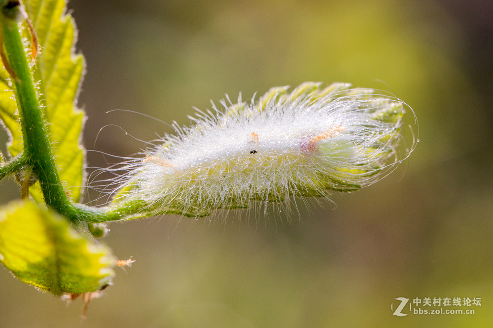 #ZOL月赛-春暖花开#+虫虫世界