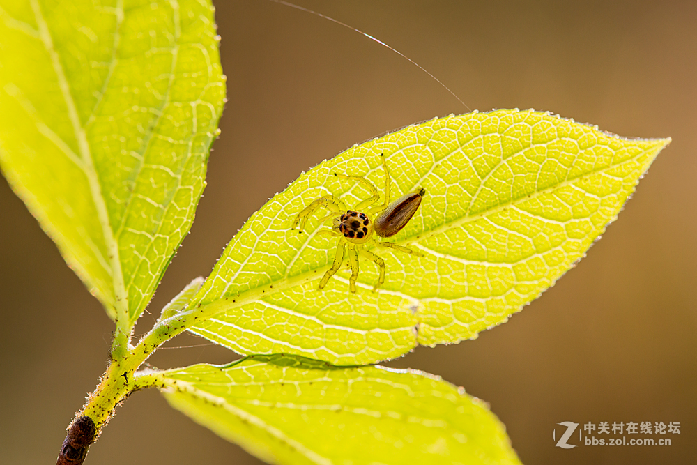 #ZOL月赛-春暖花开#+虫虫世界