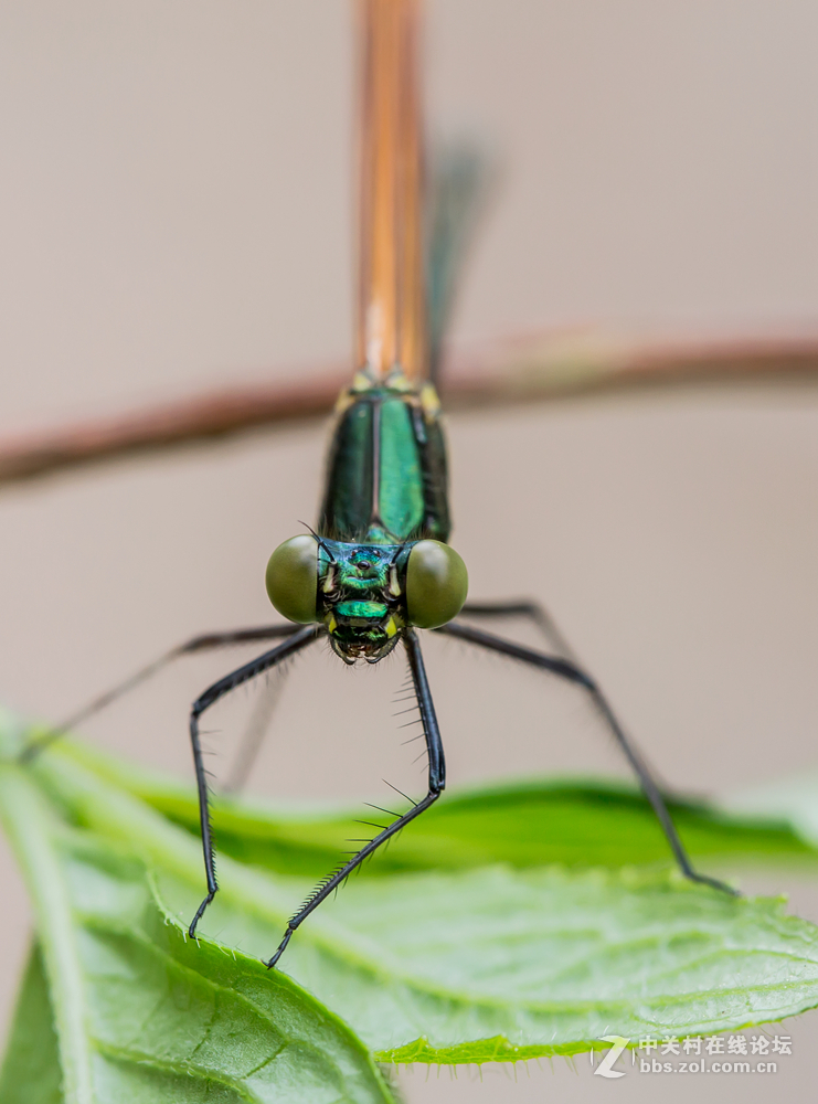 #ZOL月赛-春暖花开#+虫虫世界